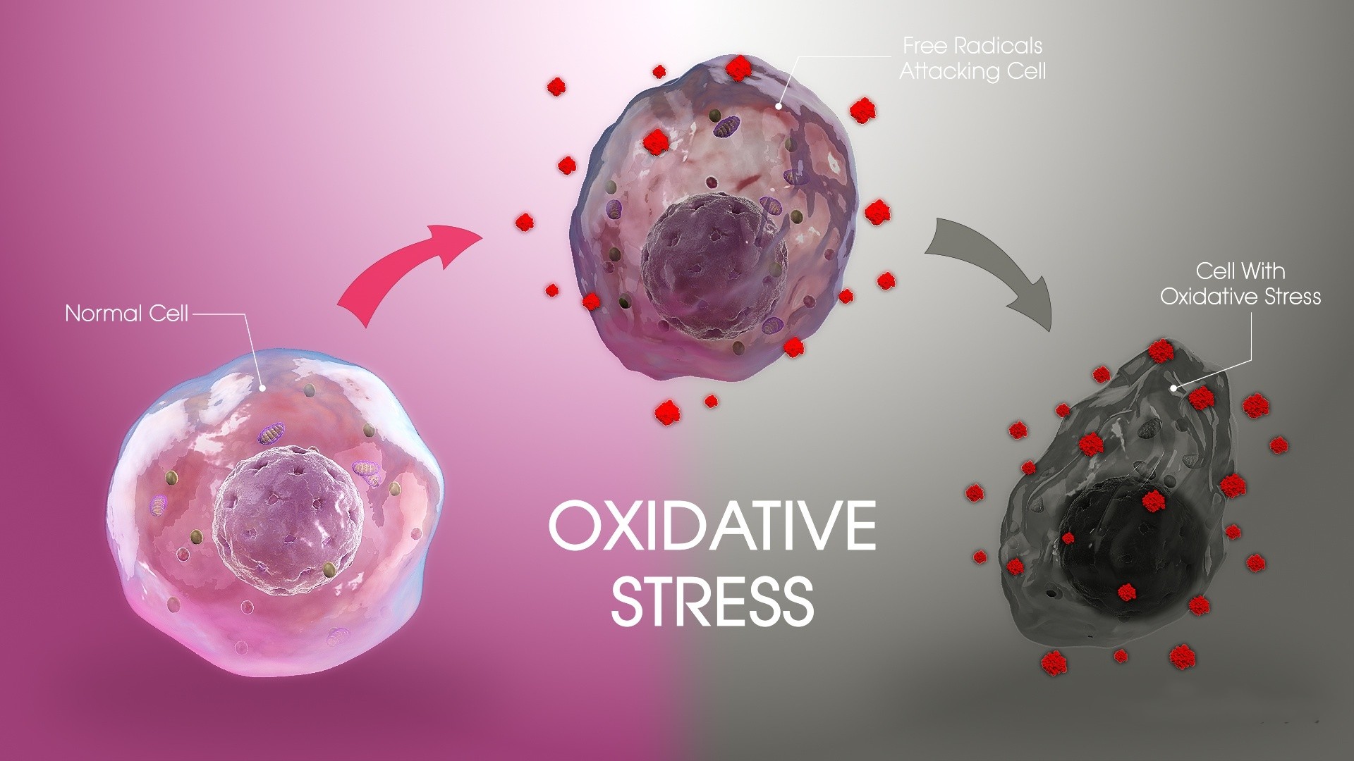 oxidative stress