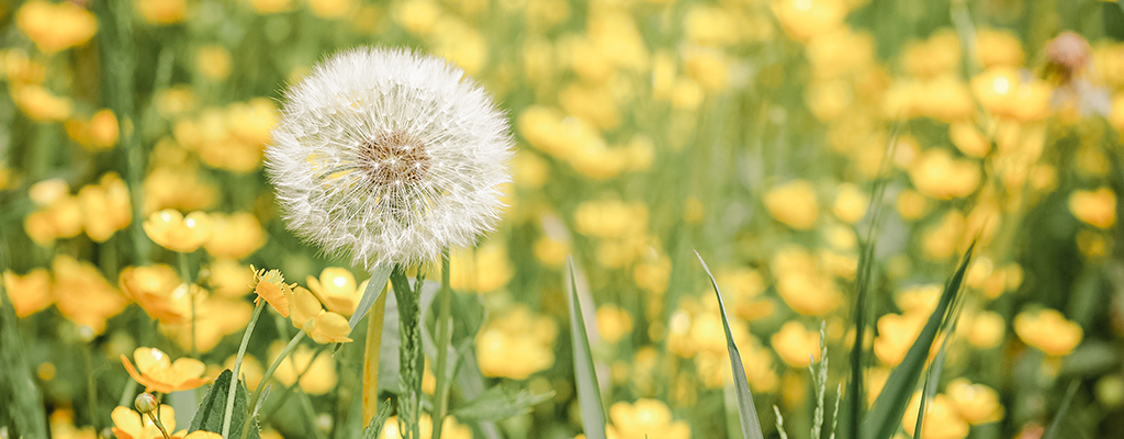 pollen allergy in spring